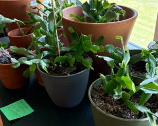 House and outdoor plants