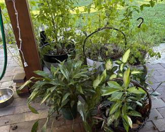 Outdoor potted plants 