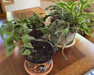 Three (3) indoor potted plants