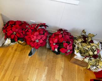 Poinsettias
