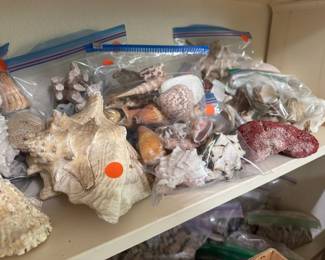 Sea shells not by the sea shore