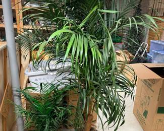 Plants