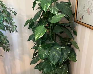 Another of the plants for sale bring in person shopping only