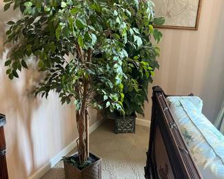 Plants for sale during in person shopping only.