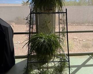 Large, healthy Spider plants. $50.00/each