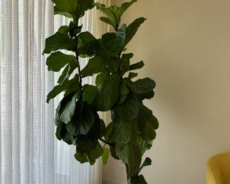 Live fiddle leaf fig potted plant