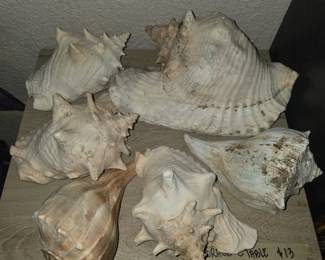 Large Conch Shells