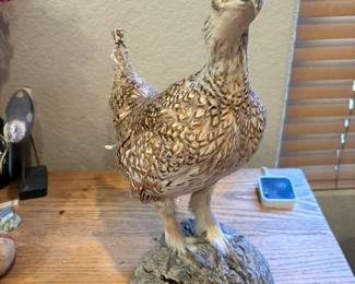 Handful of Taxidermy Bird Mount