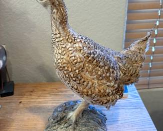 Blue Grouse Taxiderm