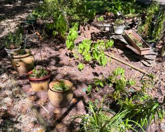 Various pots and plants available