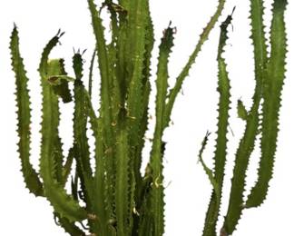 Potted Live Cactus Plant
