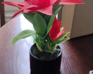 Plants you cannot kill.