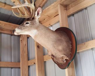 Deer head