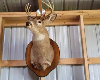 Deer head