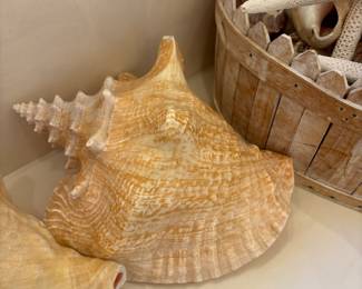 Shells