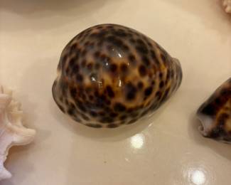 Shell