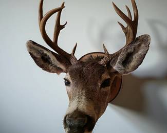 Buck Mount bid #72