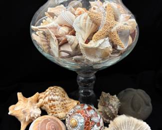 Large Collection of Sea Shells
