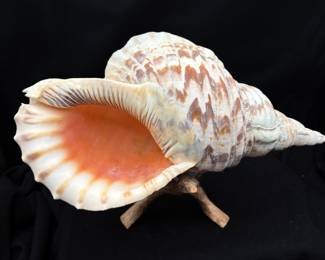 Beautiful Large Shell on Wooden Stand