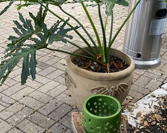 split leaf philodendron