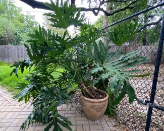 Texas size Philodendron in Bat pot