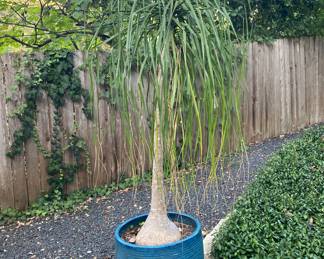 large pony tail palm