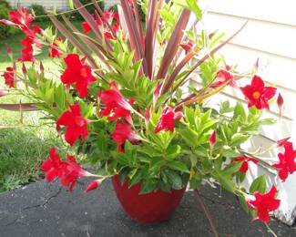 Planter 3 of these