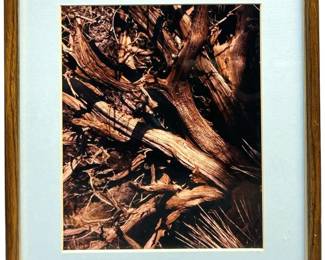Signed Vintage Nature Photograph