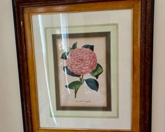 63. Pair of Botanical Prints Camellias w/ Burlwood Frame (18" x 21")