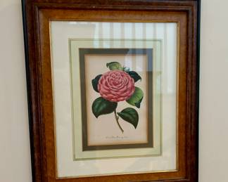 63. Pair of Botanical Prints Camellias w/ Burlwood Frame (18" x 21")