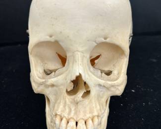 Highest and best offer on antique human skull no later than 4 o'clock Saturday, September 27.