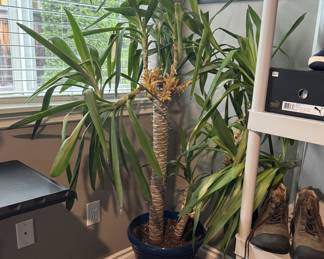 Large house plant