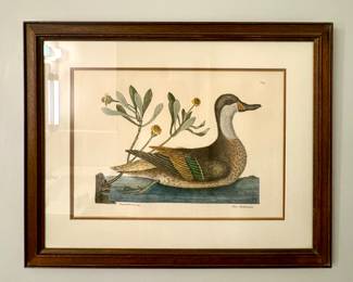 Mark Catesby original
