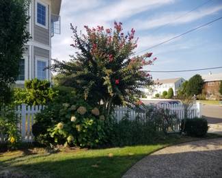 Crape myrtle