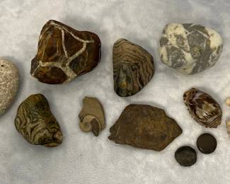 Rocks, Fossils and Seashells
