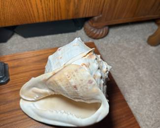 Conch shell