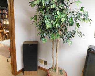 Silk Tree