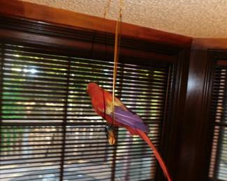 ANOTHER PARROT
