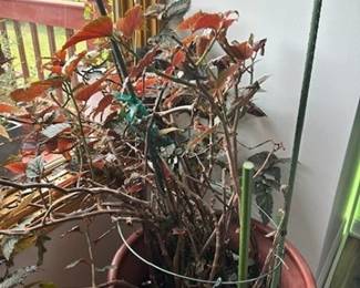 Indoor plant