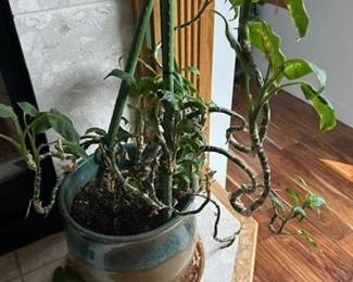 Indoor plant