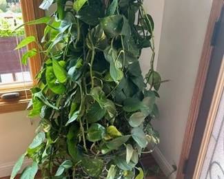 Indoor plant
