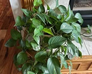 Indoor plant