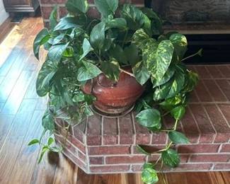 Indoor plant