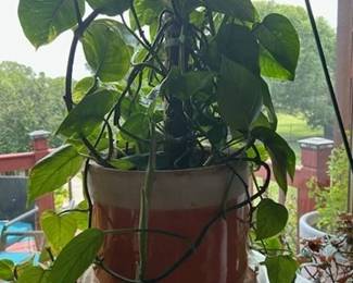 Indoor plant