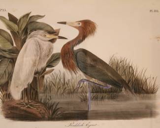 Reddish Egret