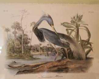 Audubon print Louisiana Heron