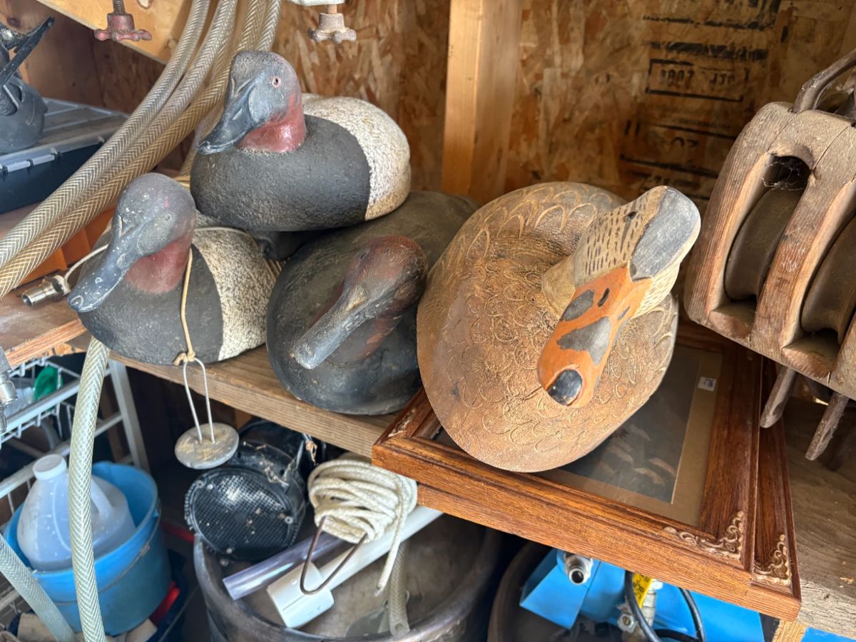 . . . just four of a decoy collection -- a couple of nice canvass backs in this fouresome