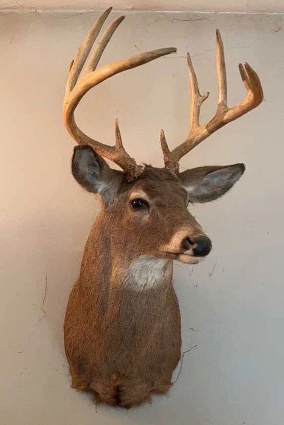 White Tail Mount