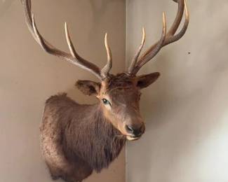 Elk Mount 