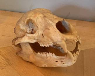 Black Bear Skull 